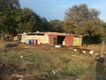 Kurbanlık ineklere haciz şoku