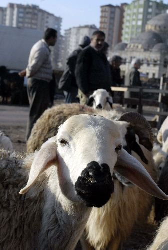 "kurbanlık Koyun Fiyatları 300 İle 450 Lira Arasında Olacak"