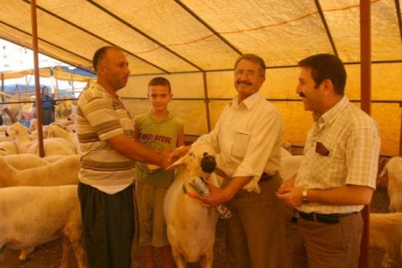 Kurbanlık pazarı açıldı, vatandaş bütçesine uygun hayvan arıyor