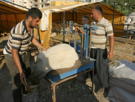 Kurbanlık pazarı açıldı, vatandaş bütçesine uygun hayvan arıyor