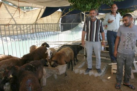 Kurbanlık satıcısı pankart açtı: Seç beğen al 250 lira