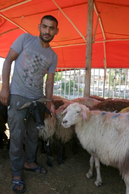 Kurbanlık satıcısı pankart açtı: Seç beğen al 250 lira