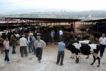 Kurbanlık satışında dolandırıcıların kurbanı olmayın