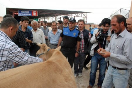 Kurbanlık satışında dolandırıcıların kurbanı olmayın