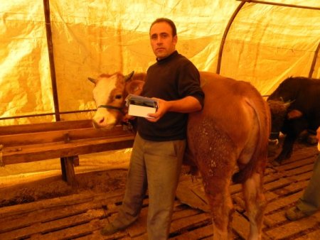 Kurbanlık satışında promosyon dönemi: Dana alana koç bedava