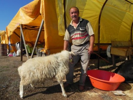 Kurbanlık satışında promosyon dönemi: Dana alana koç bedava