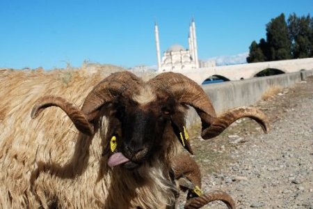 Kurbanlıklar Alana Pahalı Satana Ucuz