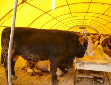Kurbanlıklar canlı ağırlığıyla kilosu 10 liradan satılıyor
