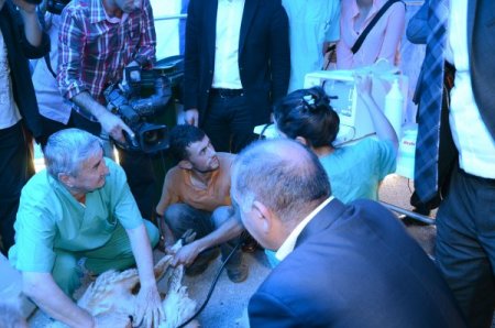 Kurbanlıklar canlı ağırlığıyla kilosu 10 liradan satılıyor