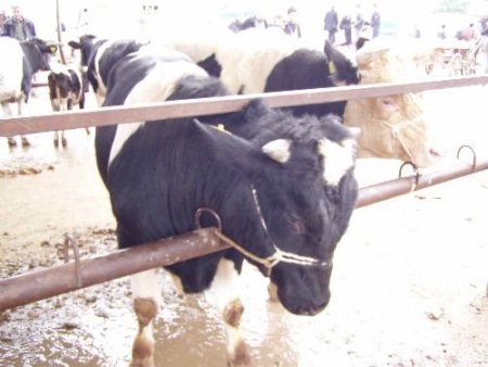 Kurbanlıklar El Yakıyor