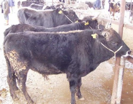 Kurbanlıklar El Yakıyor