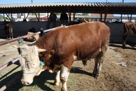 Kurbanlıklar el yakıyor