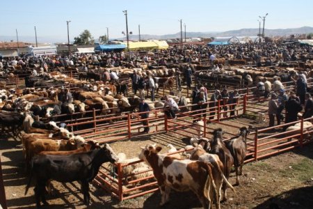 Kurbanlıklar el yakıyor