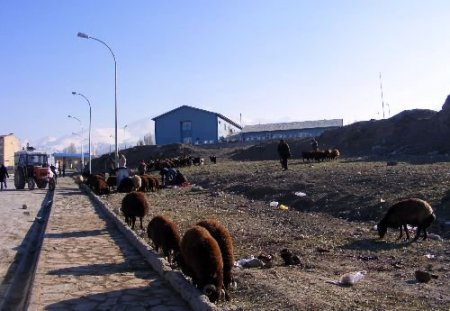 Kurbanlıklar Elde Kalınca Fiyatlar Düştü