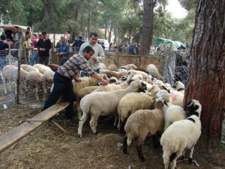 Kurbanlıklar Geçen Yıla Göre Fiyatlarını Koruyor