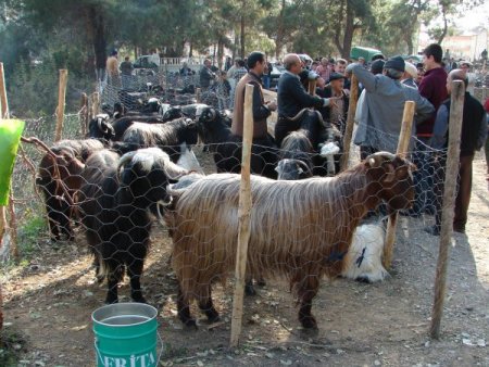 Kurbanlıklar Geçen Yıla Göre Fiyatlarını Koruyor