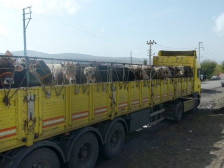 Kurbanlıklar önce ilaçlandı, sonra yola koyuldu