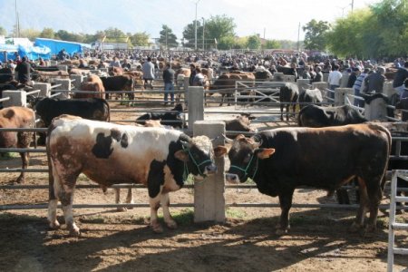 Kurbanlıklar pazara indi, denetimler artırıldı
