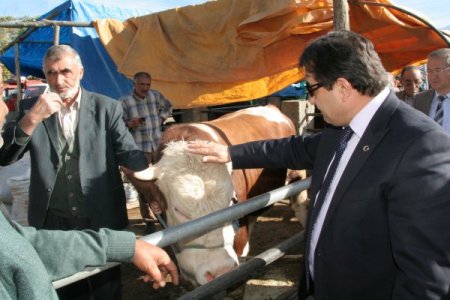 Kurbanlıklar pazara indi, denetimler artırıldı