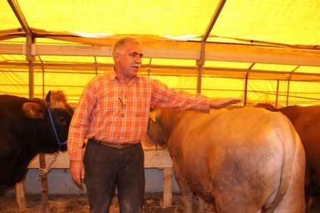 Kurbanlıklar satışa çıktı