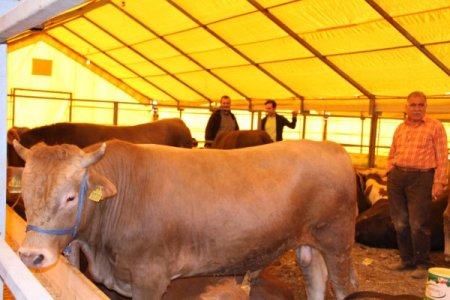 Kurbanlıklar satışa çıktı