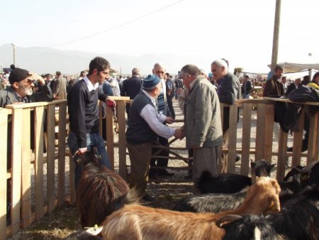 Kurbanlıklara hanım eli