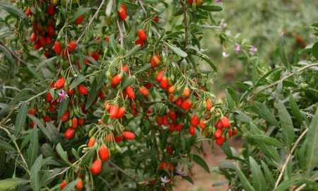 ‘Kurt Üzümü’ artık Çankaya’da yetişecek