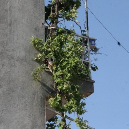 Kurtarmak için itfaiyenin seferber olduğu kedi, diğer evin çatısına sıçradı