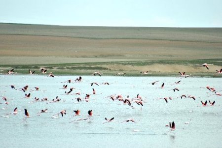 Kuruduğu için kuşların terk ettiği Düden Gölü yeniden eski ihtişamına kavuşuyor