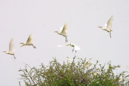 Kurumaya yüz tutan Çad Gölü, ciddi ekolojik sorunla karşı karşıya (Özel)