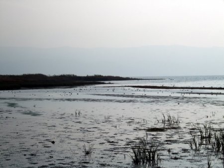 Kuş göç yolu üzerindeki Bursa’da 93 türde 43 bin kuş bulunuyor