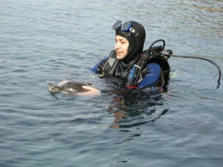 Kuşadası Caretta Caretta Cenneti Oldu