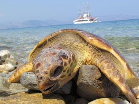 Kuşadası’nda 3 Gün İçerisinde 2 Yetişkin Caretta Ölü Bulundu