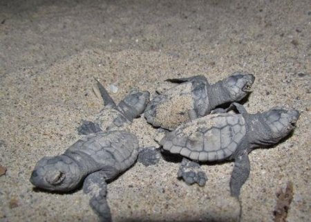 Kuşadası’nda 3 Gün İçerisinde 2 Yetişkin Caretta Ölü Bulundu