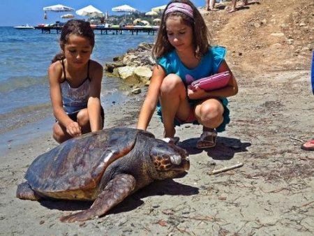 Kuşadası’nda 3 Gün İçerisinde 2 Yetişkin Caretta Ölü Bulundu