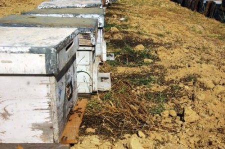 Kuşadası'nda 5 Bin Kovandaki Arıların Çoğu Öldü