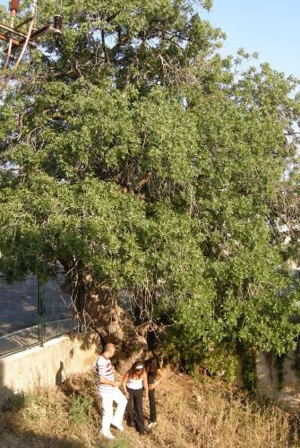 Kuşadası'nda 500 Yaşında Ağaç Bulundu