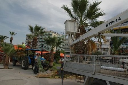 Kuşadası'nda Kırmızı Palmiye Böceğiyle Mücadele Başlatıldı