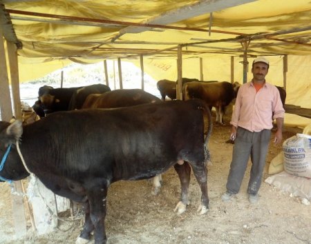 Kuşadası'nda kurbanlık alışverişi henüz durgun