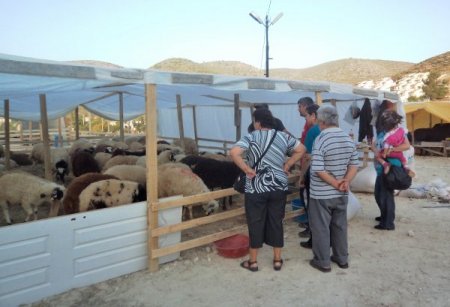 Kuşadası'nda kurbanlık alışverişi henüz durgun