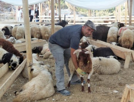 Kuşadası'nda kurbanlık alışverişi henüz durgun