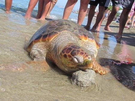 Kuşadası’nda plaja ölü caretta caretta vurdu