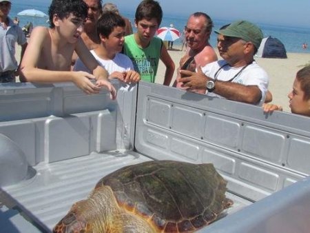 Kuşadası’nda plaja ölü caretta caretta vurdu
