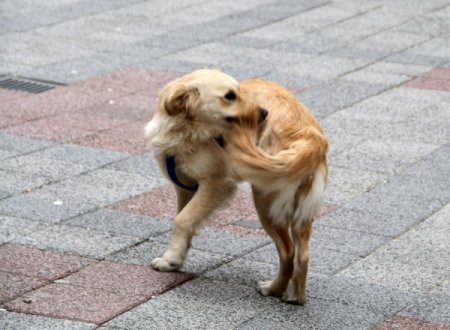 Kuyruğunu yakalamaya çalışan köpek, ilgi odağı oldu
