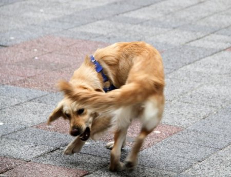 Kuyruğunu yakalamaya çalışan köpek, ilgi odağı oldu
