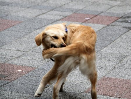 Kuyruğunu yakalamaya çalışan köpek, ilgi odağı oldu