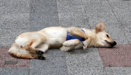 Kuyruğunu yakalamaya çalışan köpek, ilgi odağı oldu