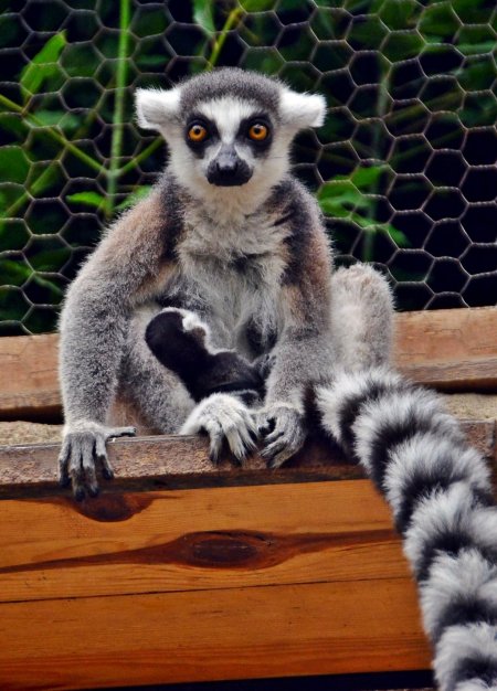 Lemurlar İzmir’i çok sevdi