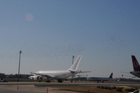 Leylekler Hava Trafiğini Etkiledi