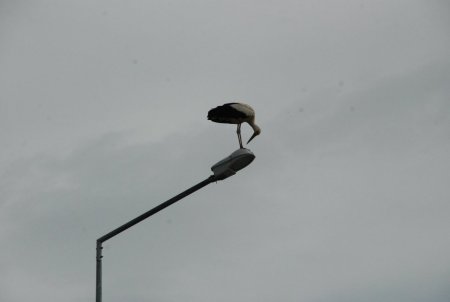 Leylekler için apartmanın çatısına yuva yaptı